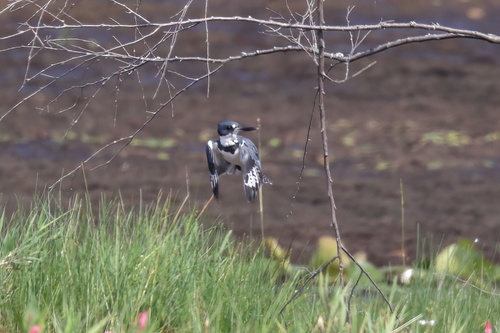 Belted Kingfisher photographed in Wisconsin