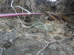 Tetramicra