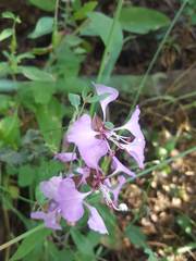 Clarkia unguiculata