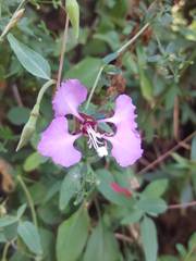 Clarkia unguiculata