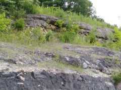 Echinacea paradoxa paradoxa