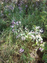 Clarkia unguiculata