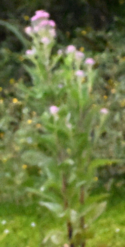 iNaturalist observation photo of marsh fleabane