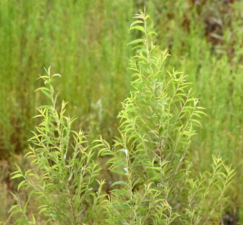 iNaturalist observation photo of Goodding's willow