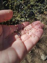 Hesperolinon micranthum