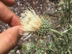 Cirsium neomexicanum
