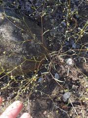 Hesperolinon micranthum