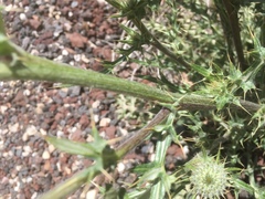 Cirsium neomexicanum