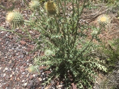 Cirsium neomexicanum