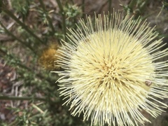 Cirsium neomexicanum