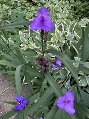Tradescantia