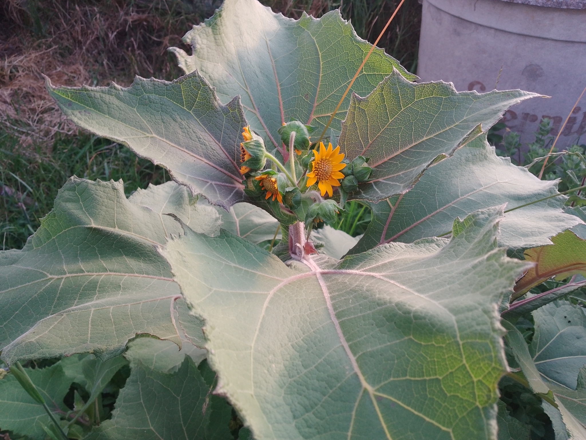 Imagem de Batata iacon