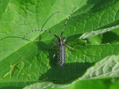 Agapanthia dahli