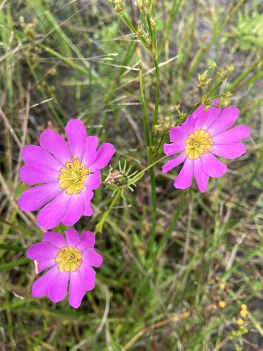 Image of Sabatia kennedyana by (c) Bryan Connolly, some rights reserved (CC BY)
