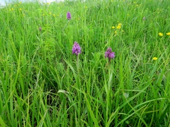 Dactylorhiza sibirica