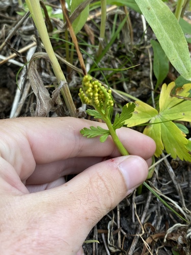 Image of Botrychium lanceolatum by (c) Daniel Kennedy, some rights reserved (CC BY)