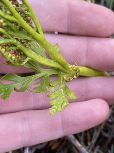 Image of Botrychium lanceolatum by (c) Daniel Kennedy, some rights reserved (CC BY)