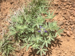 Lupinus kingii