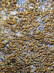 Flavoplaca flavocitrina