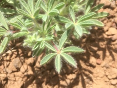 Lupinus kingii