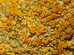 Flavoplaca flavocitrina