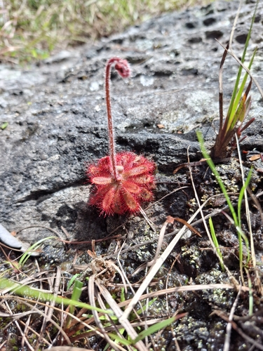 Drosera montana