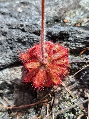 Drosera montana