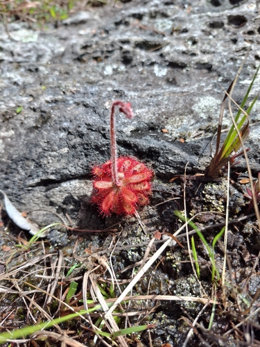 Drosera montana