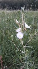 Oenothera nuttallii