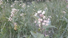 Asclepias ovalifolia
