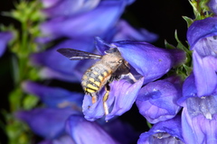 Anthidium manicatum