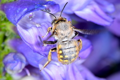 Anthidium manicatum