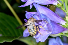 Anthidium manicatum