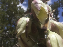 Yucca baileyi