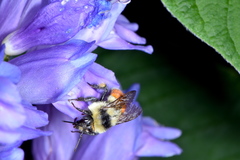 Bombus huntii