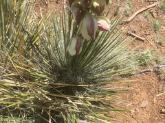 Yucca baileyi