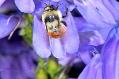 Bombus huntii