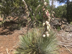 Yucca baileyi