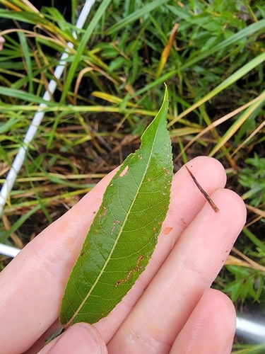 Image of Salix myricoides by (c) simonpesant, some rights reserved (CC BY)