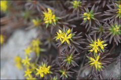 Sedum polytrichoides