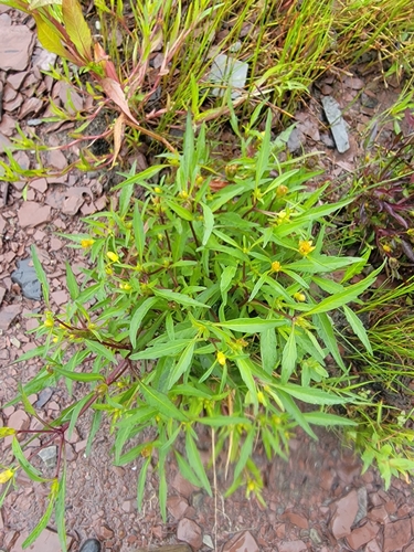 Image of Bidens infirma by (c) simonpesant, some rights reserved (CC BY)