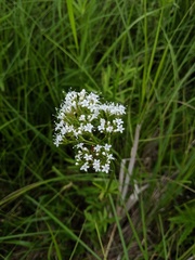 Valeriana uliginosa