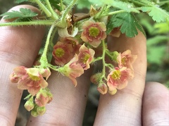 Ribes montigenum