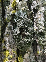 Physconia subpallida