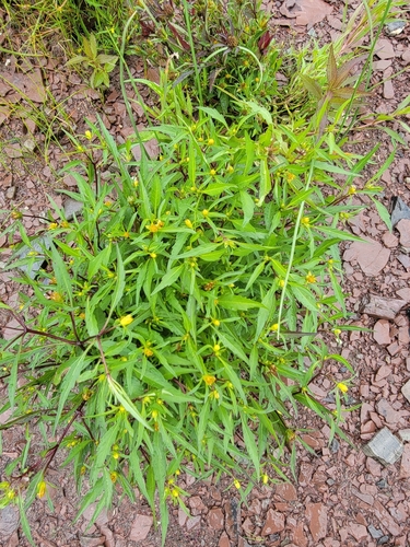 Image of Bidens infirma by (c) simonpesant, some rights reserved (CC BY)