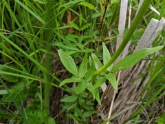 Valeriana uliginosa