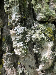 Physconia subpallida