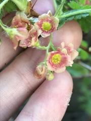Ribes montigenum