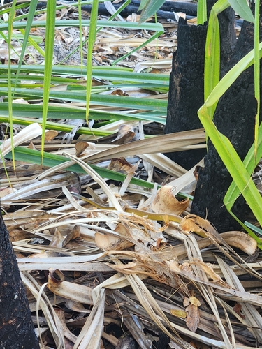 Common Tree Snake sighting