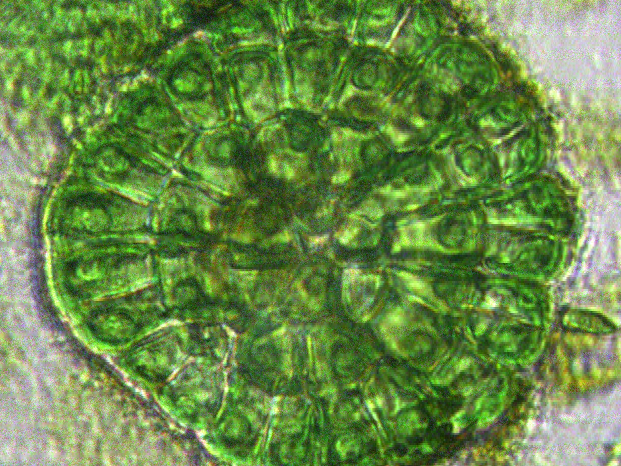 Coleochaete orbicularis